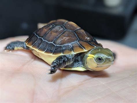 what are turtles used for in china